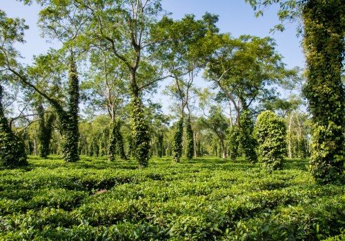 Unlocking the Secrets of Assam Tea: Exploring the Caffeine Content in Assam Teas